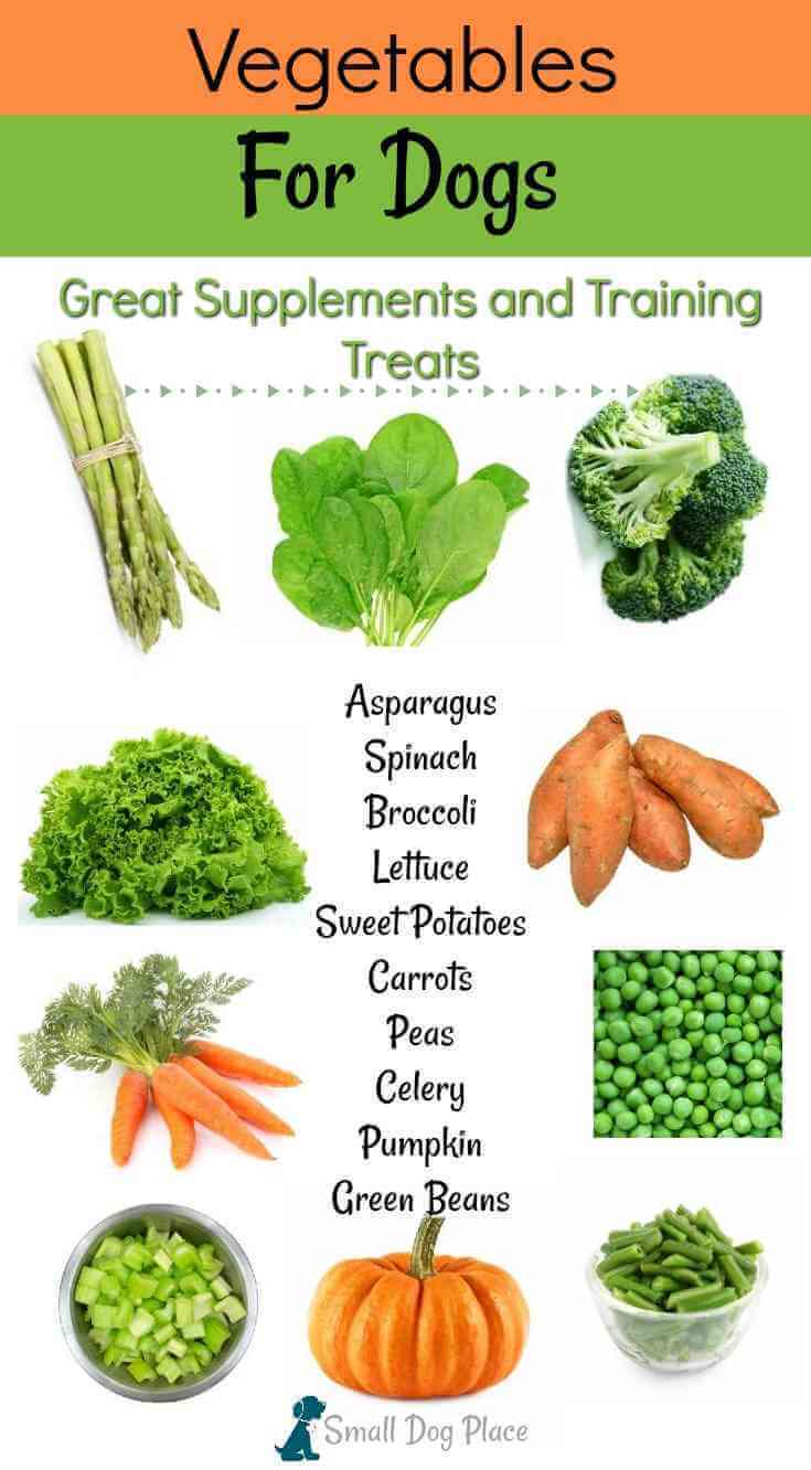 vegetables for dogs: 20 nutritious treats for your dog