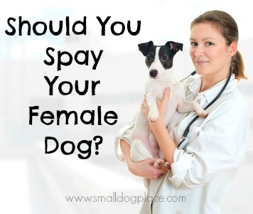 pets need