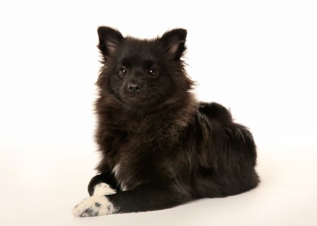 A Black Volpino Italiano sitting in front of a white background.