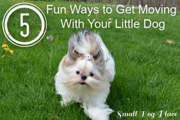 Small White Shih Tzu is running towards the camera