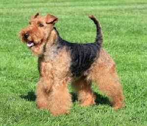 Welsh Terrier