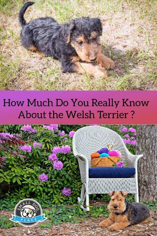 Photos of Welsh Terriers on a Pin Image