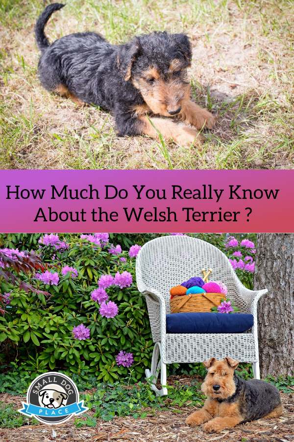 Welsh Terrier Pin Image Photos of Welsh Terriers on a Pin Image