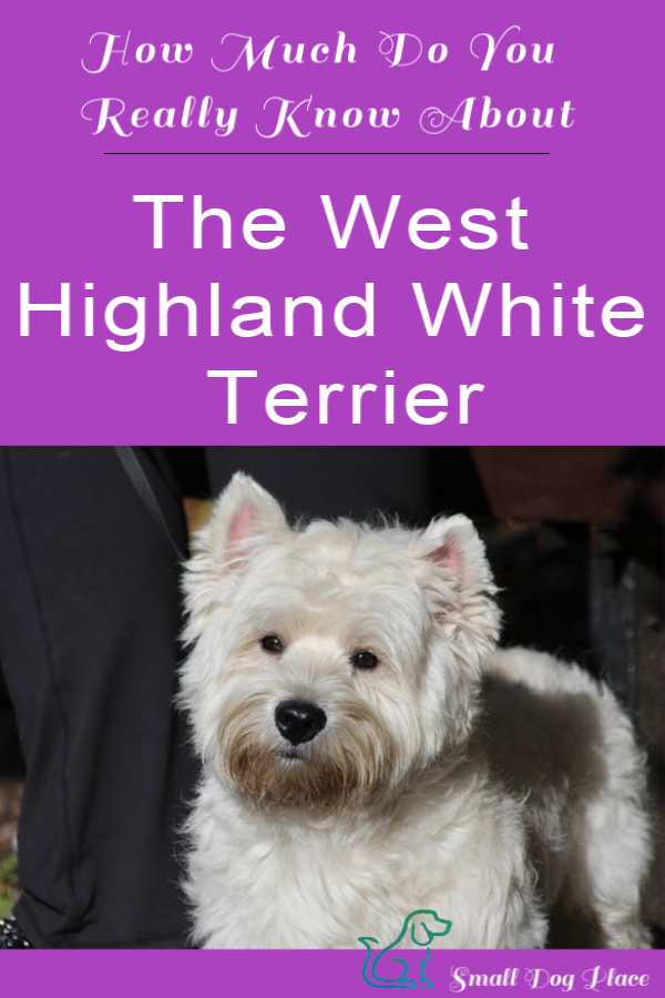 West Highland White Terrier Breed Profile and Information How Much Do You Know about the West Highland White Terrier