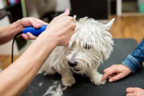 Grooming the West Highland White Terrier