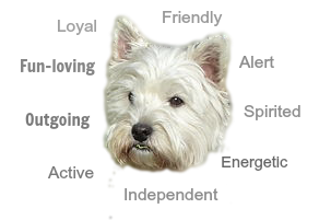 Westie Personality Traits