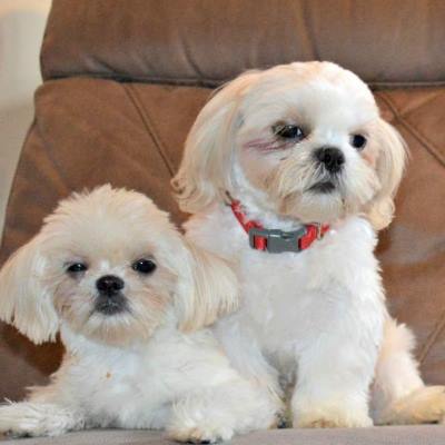 Two white Shih Tzu dogs are cuddling on the stairs