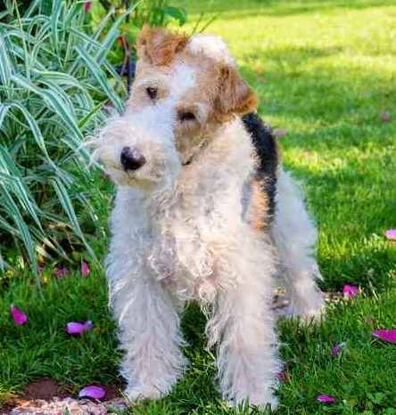 A wire fox terrier is standing in a garden, looking at the camera