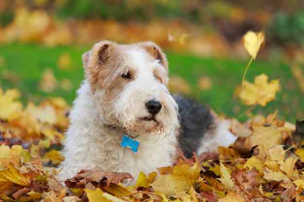 Wire Fox Terrier