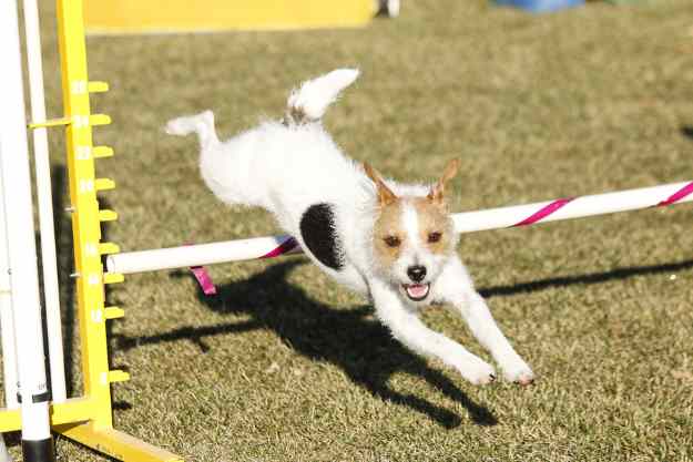 It is important to challenge your dog both physically and mentally.