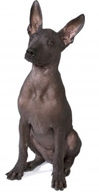 Xoloitzcuintli is one of several very ancient breeds.
