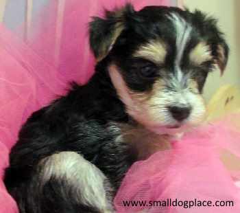 Morkie (Maltese and Yorkshire Terrier Mix)