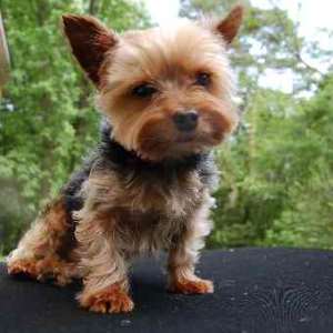 small dog breeds that never grow