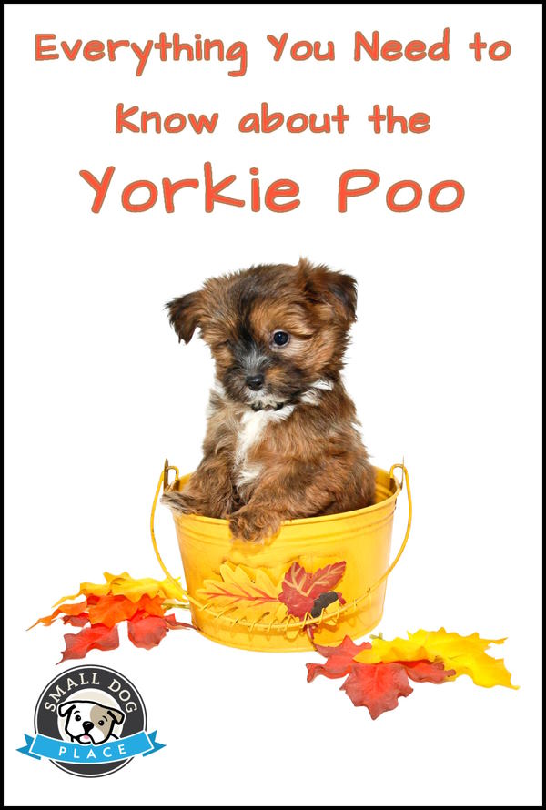All about the Yorkie Poo Pin Image All about the Yorkie Poo Pin Image