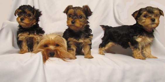 miniature poodle yorkie mix