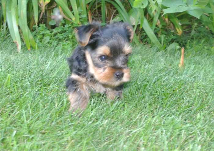 A Yorkshire Puppy in the grass