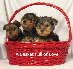 Yorkie Poo:  Yorkshire Terrier and Toy Poodle:  3 puppies in a red basket