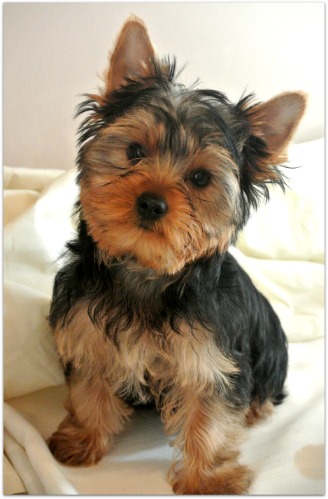 Yorkshire Terrier Puppy