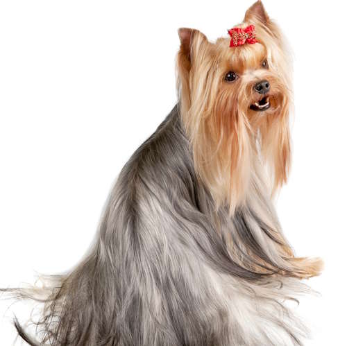 A show Yorkshire Terrier with a graying coat