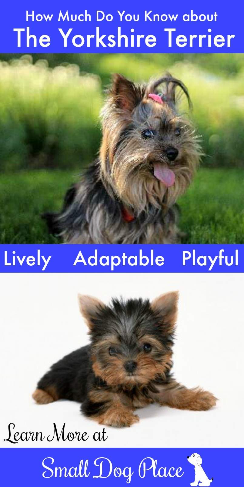 The Yorkshire Terrier (Yorkie) Complete Dog Profile Article