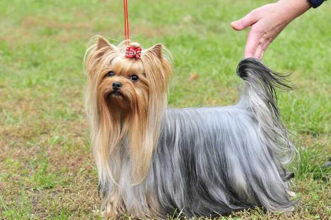 Show Yorkshire Terrier in full coat