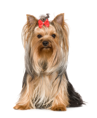 Yorkshire Terrier Father