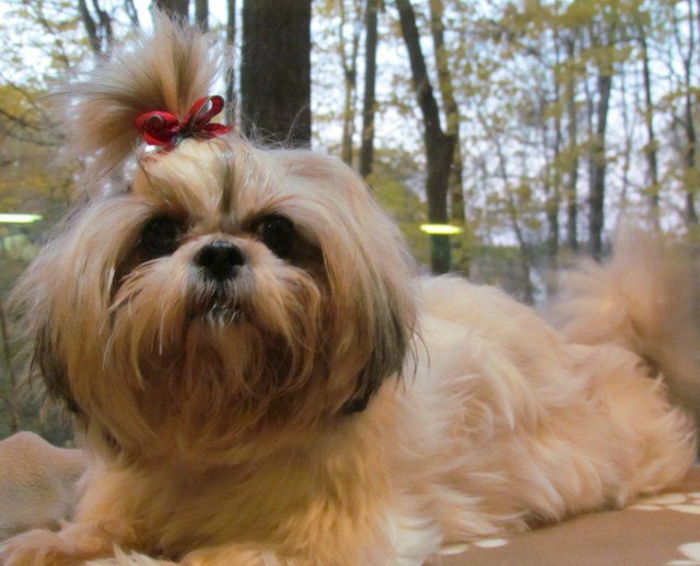 Shih Tzu dog with two eyes