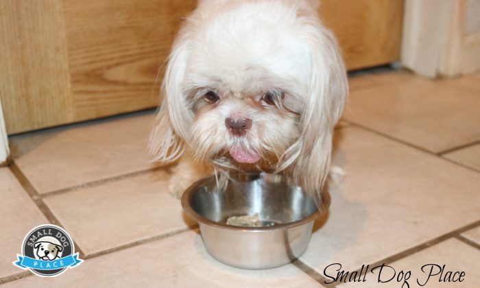 is yogurt good for shih tzu