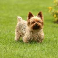 Link to A-Z Breed list