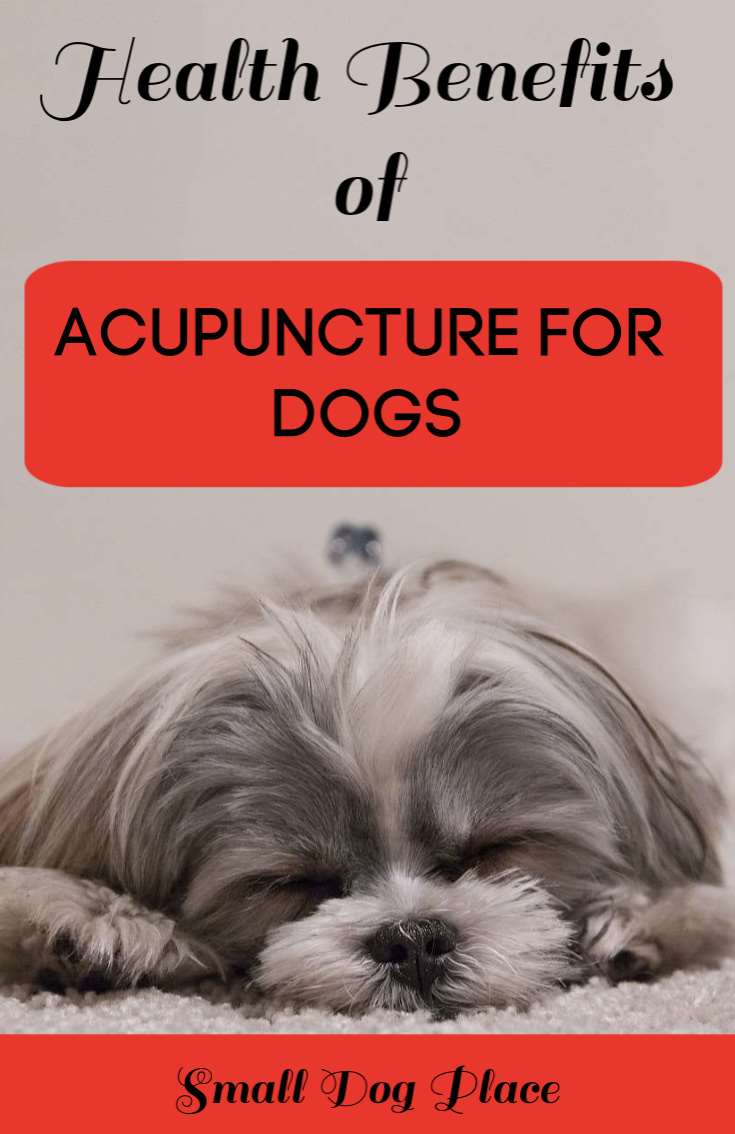 Acupuncture for Dogs Pinnable Image