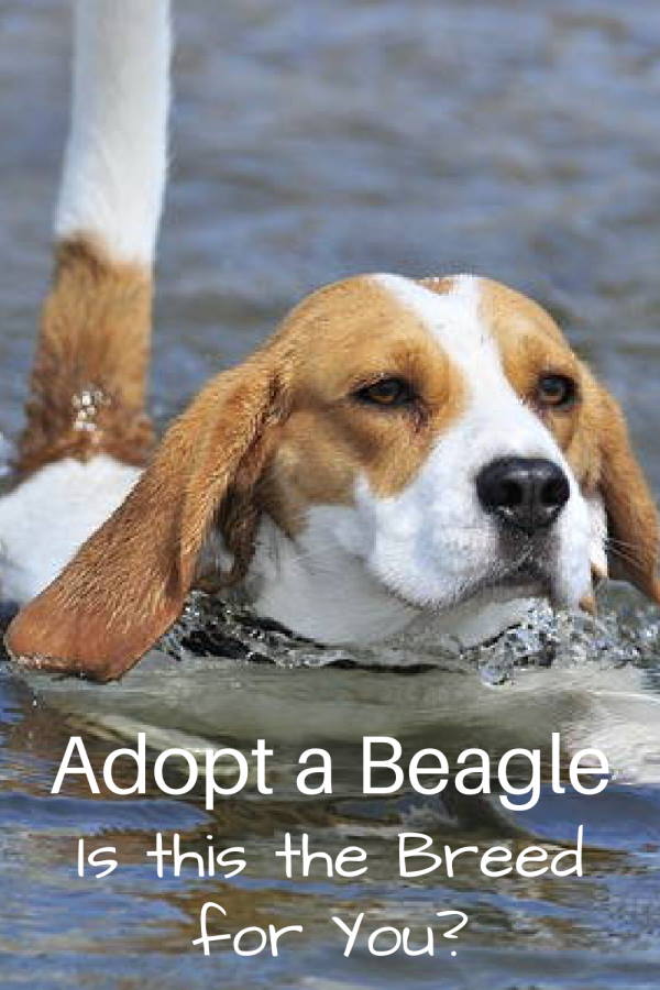 Adopting a Beagle: Characteristics and Considerations: A Pin Image Adopting a Beagle: Characteristics and Considerations: A Pin Image