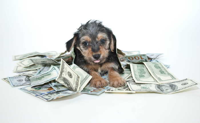 A small mixed breed dog is laying on a pile of U.S. money