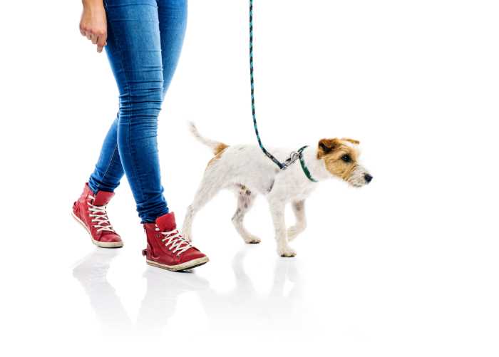 A person is walking a small fox terrier.