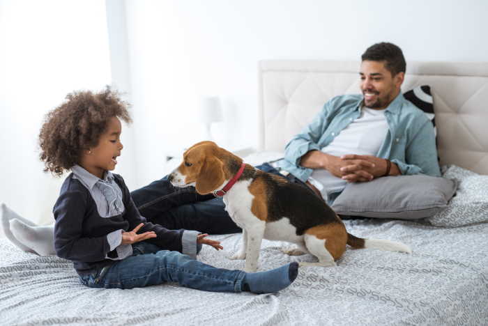 A man and a child are playing on a bed with their beagle dog.