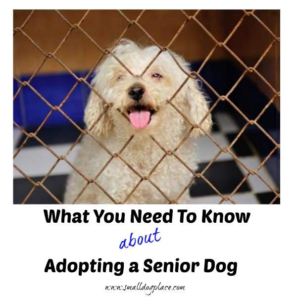 What you need to know before adopting a senior dog.