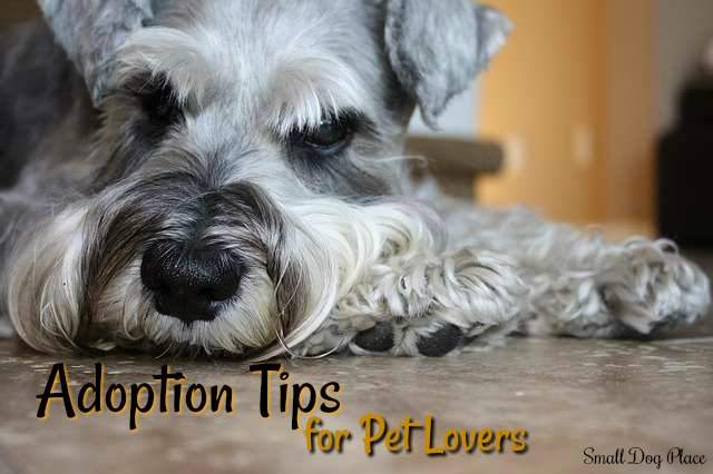 Small Dog Adoption Tips for Pet Lovers