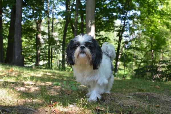 The original photography of a small dog.