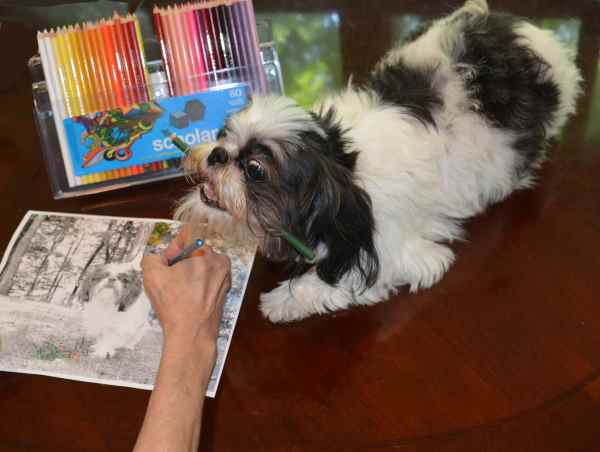 A Shih Tzu dog with a colored pencil in her mouth.