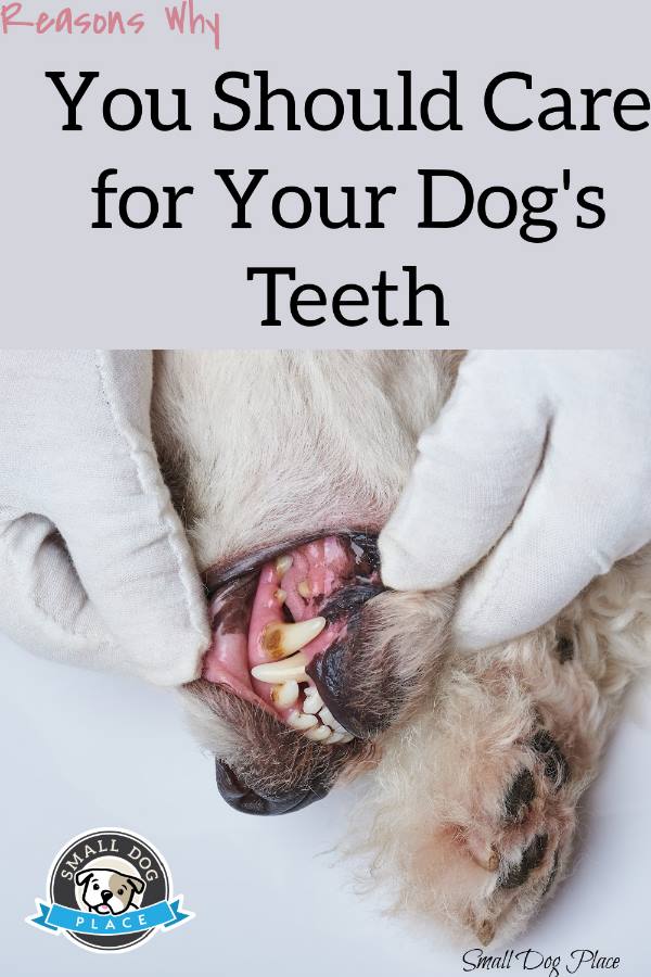 A veterinarian is inspecting the mouth of dog who has tarter build up on the teeth