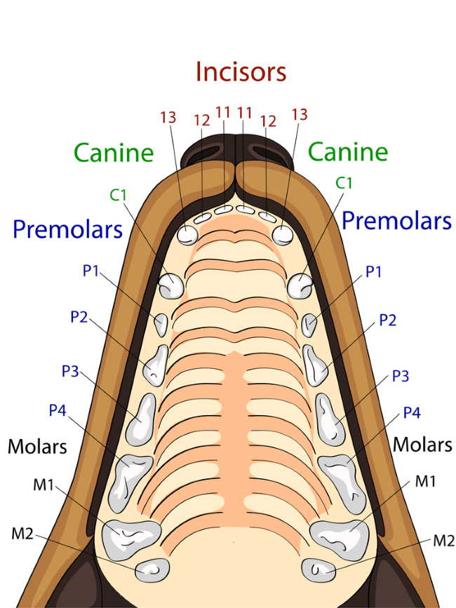 Diagram of the 42 Adult Dog Teeth Diagram of the 42 Adult Dog Teeth