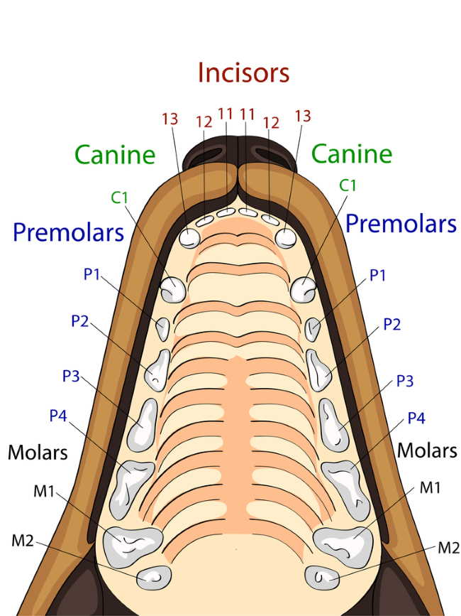 Diagram of the 42 Adult Dog Teeth