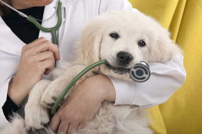 A veterinarian is holding a puppy who has the stethoscope in his mouth