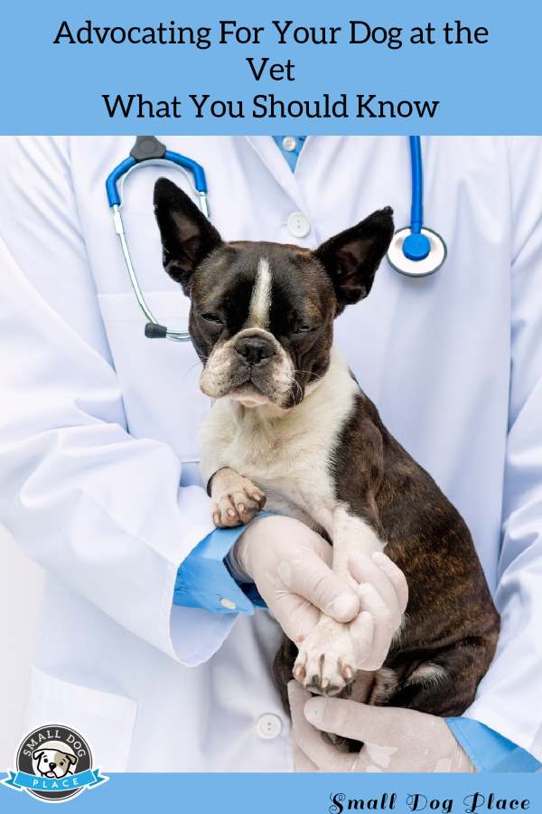 A veterinarian is holding a Boston Terrier Dog