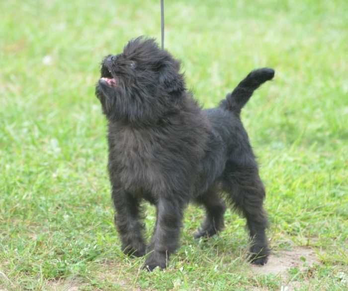 Energy Level and Exercise Requirements for the Affenpinscher