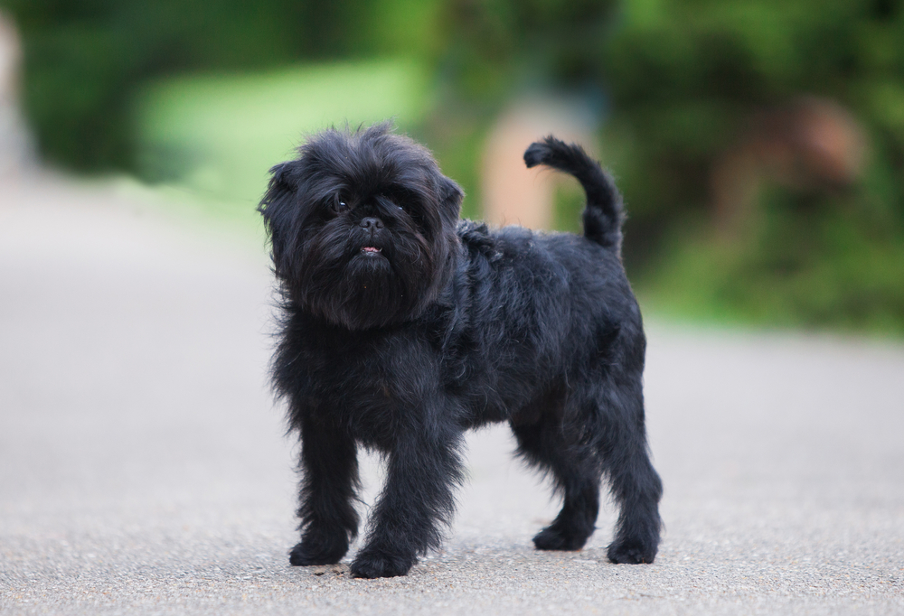 A small black affenpinscher in a park