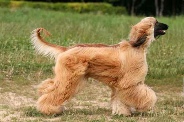 Afghan Hound