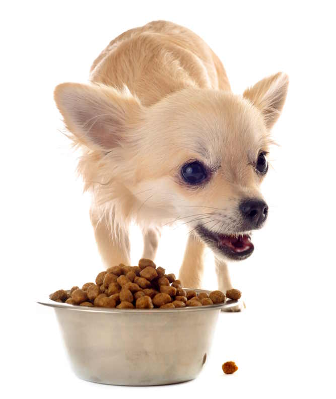 a small dog is guarding his food bowl in an aggressive way