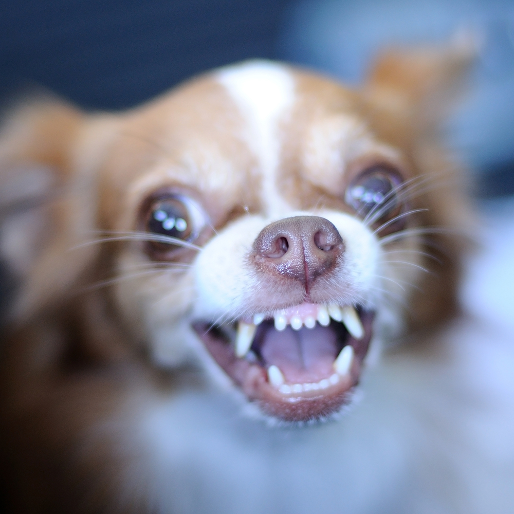 A small aggressive chihuahua is showing his teeth