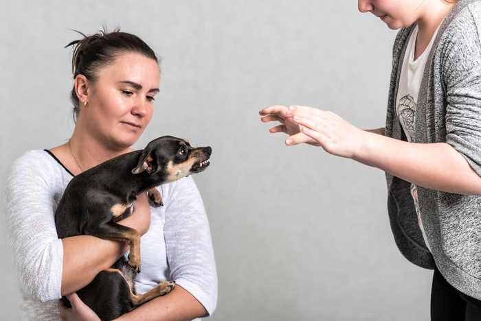 A small dog is showing aggression to another person A small dog is showing aggression to another person