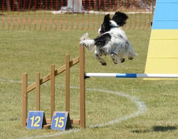 A small spaniel is participating in an agility jump